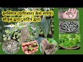 How to grow Parijat plant from seeds // ऐसे उगाऐ पारिजात / हरसिंगार के पौधे बीज से ।