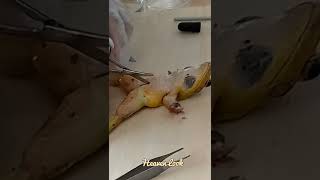 disection of frog digestive system #frogdisection #Disection_of_Frog#frog #short#Science #experiment