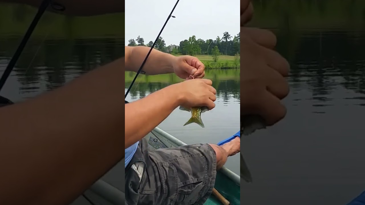 ORANGE BELLY BREAM.👍👍