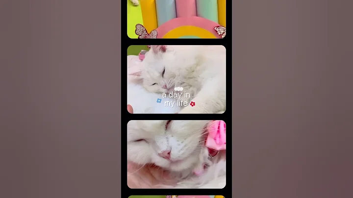 Video 11655661: persian cat pet animals, persian cat pets cute