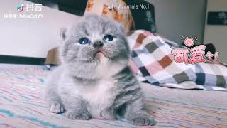 Cute Cat -  Funny Cat - Cute Cat Videos Compilation 2019 #7 😻 Adorable Cats by Cute Animals No.1 387 views 4 years ago 10 minutes, 26 seconds