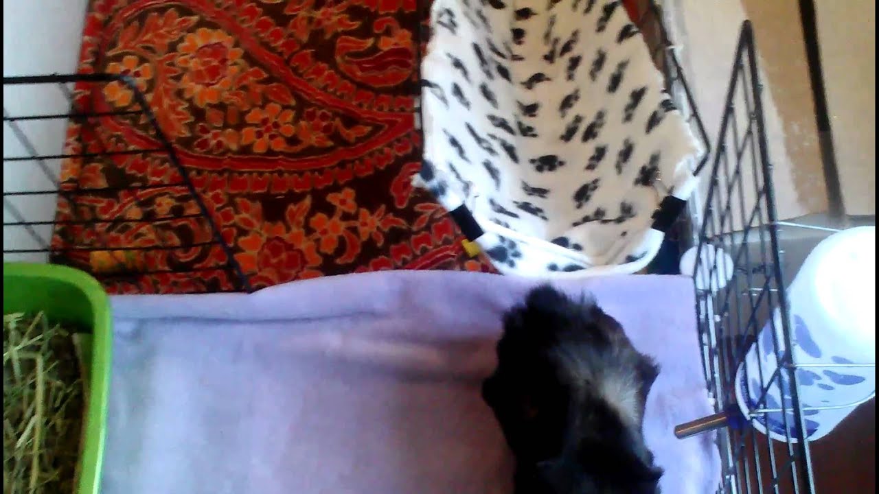 c&c cage tour & new second level :)