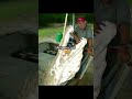 Fish I need to catch before I die pt.2 #fishing #fish #shorts #fyp
