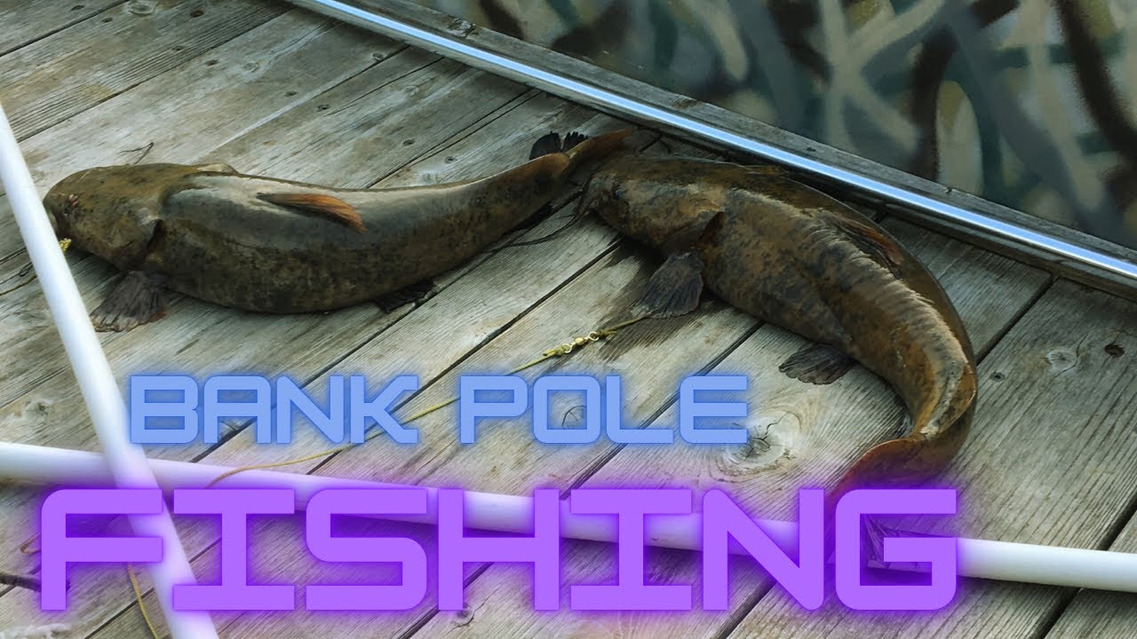 BANK POLE FISHING YouTube