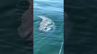 Mengapa Ikan Raksasa Ini Dibuang Nelayan?