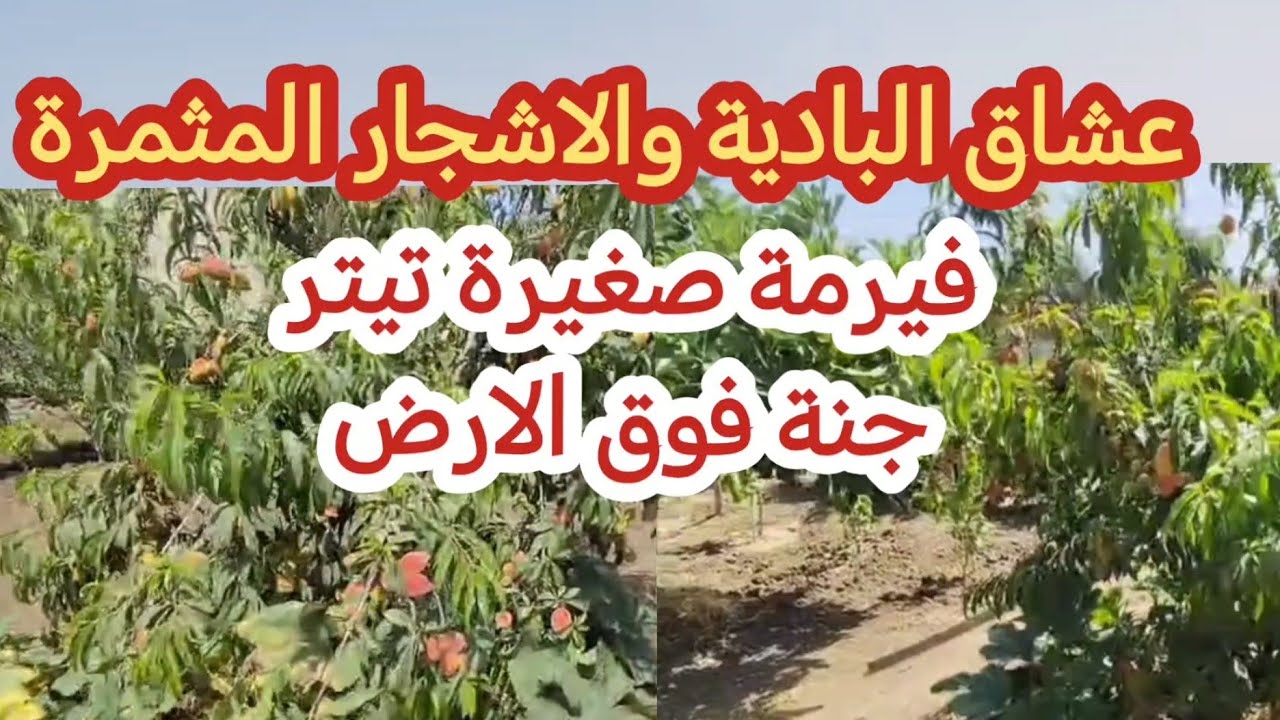 🛑🛑فيرمة صغيرة وفيها مالدة وطاب من اشجار الفواكه.. همزة لعشاق البادية😍😍