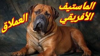 كلب الماستيف الافريقي البوربويل/SOUTH AFRICAN BOERBOEL Dogs