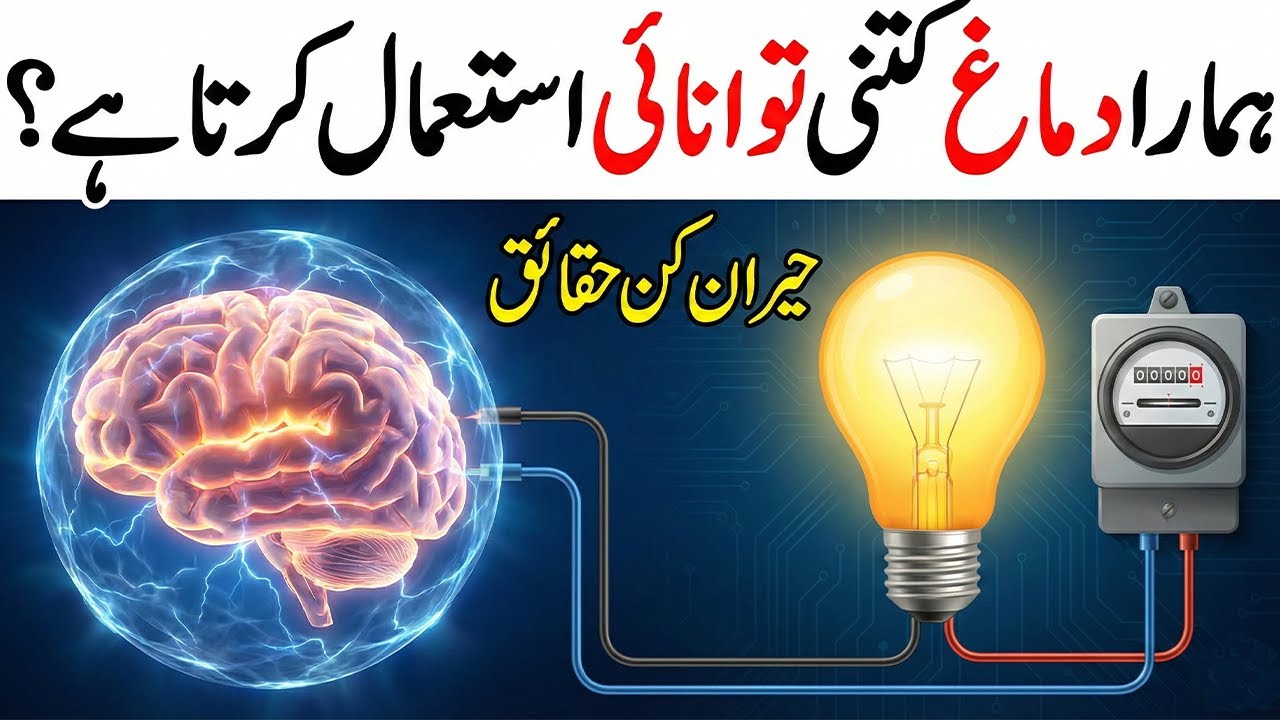 Exploring The Backstory Of How Much Energy Does The Brain Use exploring-the-backstory-of-how-much-energy-does-the-brain-use