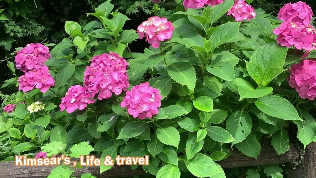 Amazing spring flowers in Canada best view season.