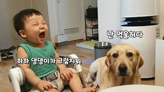 A robbery dog and a human baby got used to it (ENG)