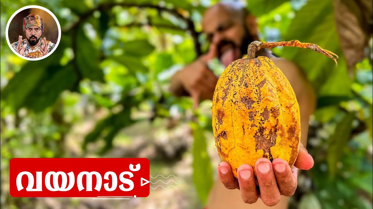 COCOA FRUIT/COFEE/WAYANADU/LIFE STYLE VLOG/KERALA/FAMILY VLOG/LIFE IN