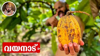 COCOA FRUIT/COFEE/WAYANADU/LIFE STYLE VLOG/KERALA/FAMILY VLOG/LIFE IN KERALA