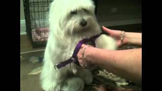 harness for 4lb dog