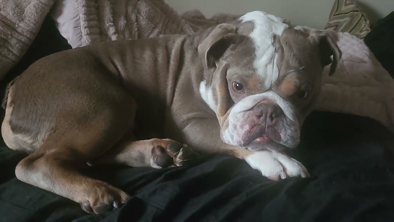 Cute dog ❤️ #dogmom #dogshorts #pet #pets #dog #dogs #cute #adorable #animals #animal 