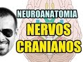 Nervos Cranianos - Sistema Nervoso (Neuroanatomia) - Anatomia Humana - Vídeo Aula 129