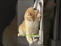 #a cute cat moment #funny_cats #fyp #catlovers