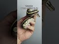nothing to do... #ballpython #reptiles #snake #pitonbola #royalpythons #animals #ballpythonbreeder