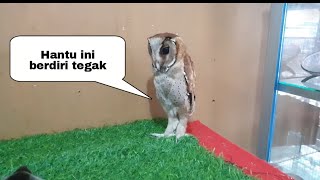 Buffy . Oriental Bay Owl Ekput