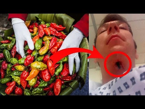 Vidéo: Nous Cultivons Des Piments Forts Sur Le Rebord De La Fenêtre