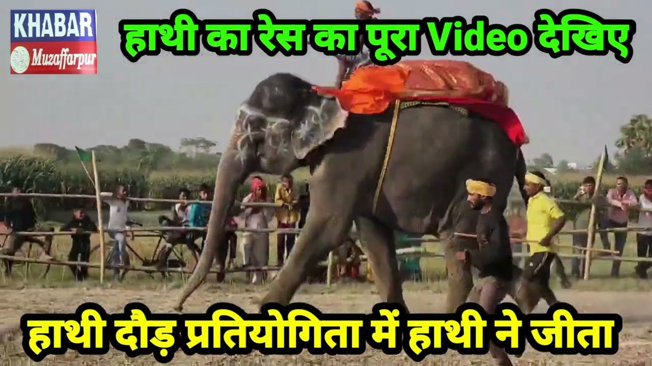 हाथी रेस..  में भाग लिया कई हाथी देखिए Live Video मुजफ्फरपुर मेला में #muzaffarpur #bihar #news