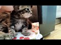 Kitten Closeup 2022-12-29