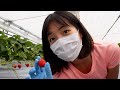 【イチゴの収穫】幸せイチゴができました🍓