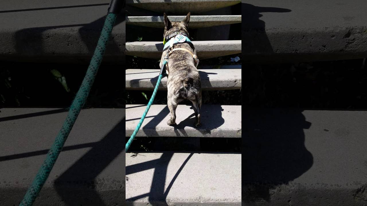 Batty Luna walking up to Coit Tower