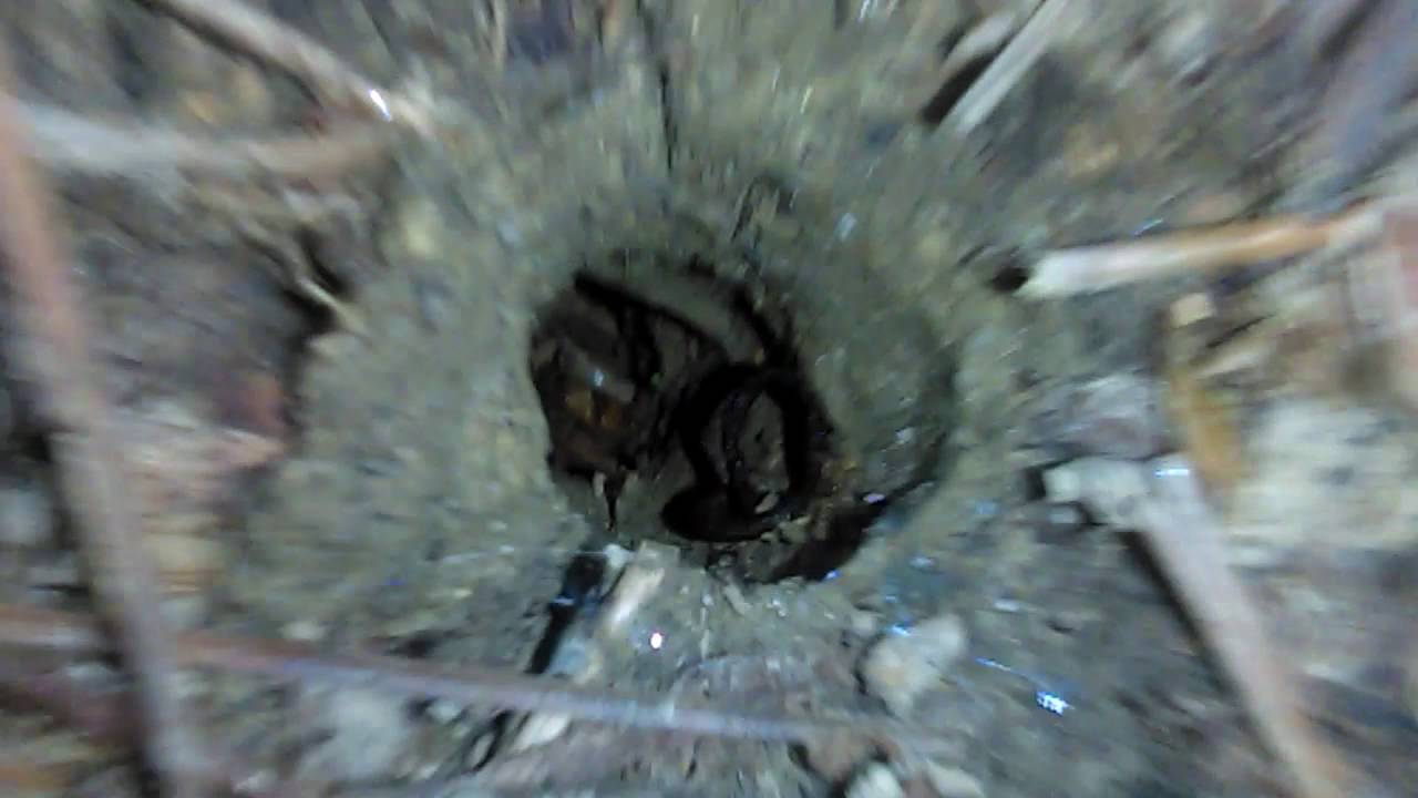 Inside a Cicada Nymph Tunnel!
