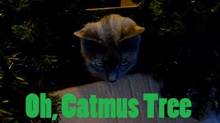 Celebrity Oh, Catmas Tree Wealth