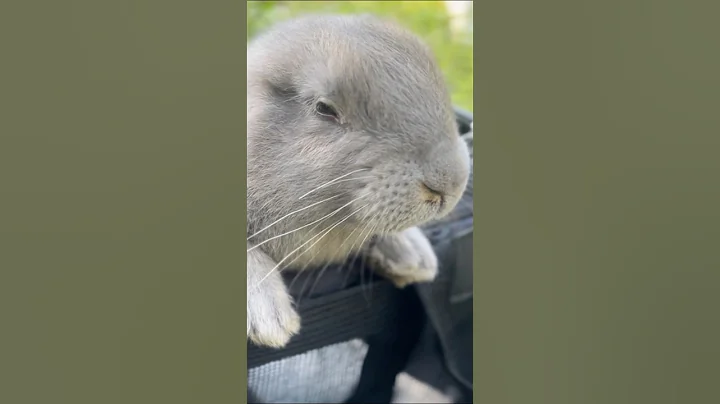 “The Cutest Flemish Giant Rabbit!!!”#flemishgiantrabbit #waitaminute #bunny #viralshort #peace