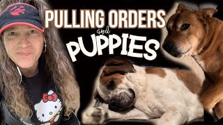 Pulling EBAY Orders & Puppies! St Louis Missouri Reseller for 21 Years! Full Time 6 Figures Business