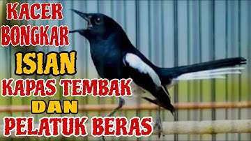 Kacer bongkar isian kapas tembak dan pelatuk beras, cocok buat pancingan Kacer lain..