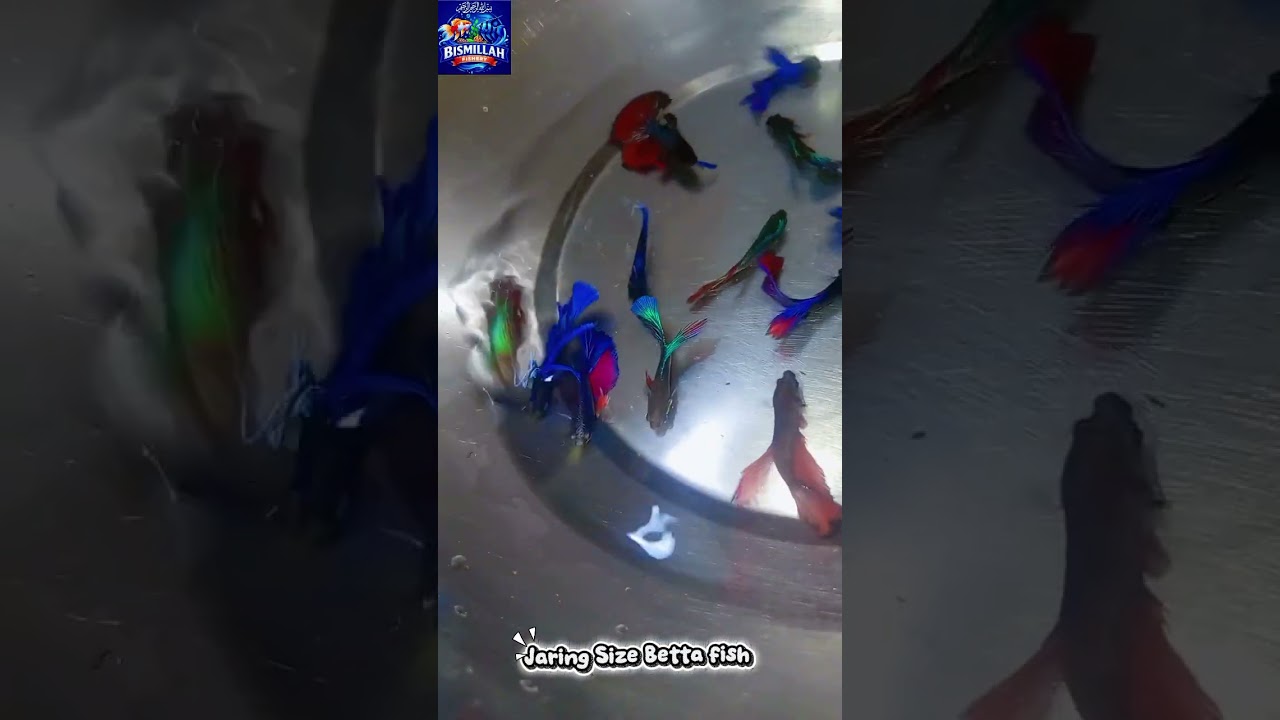 Jaring Size Betta Fish Available