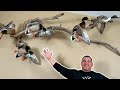 Waterfowl Taxidermy Collection! (Travis)