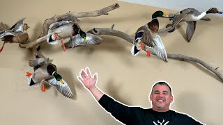 Waterfowl Taxidermy Collection! (Travis)