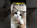 アゴを触られると赤ちゃん戻りする猫