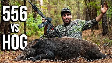 My First EVER HOG HUNT! *INSANE HEAD SHOT*