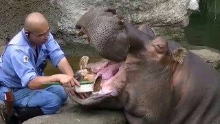 Бегемот чистит зубы Бегемот чистит зубы
