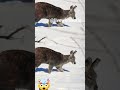 Mind blowing facts 🤯🥵 about animals #factscorridor #animals #amazingfacts