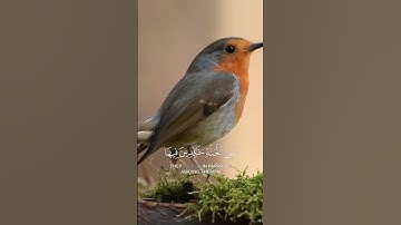 تلاوة خاشعة _سورة هود الآية 108 بصوت رائع يلامس القلب