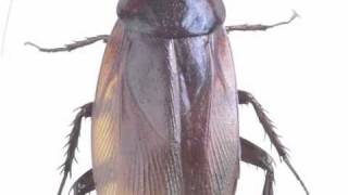 Rex Pest Control San Angelo TX
