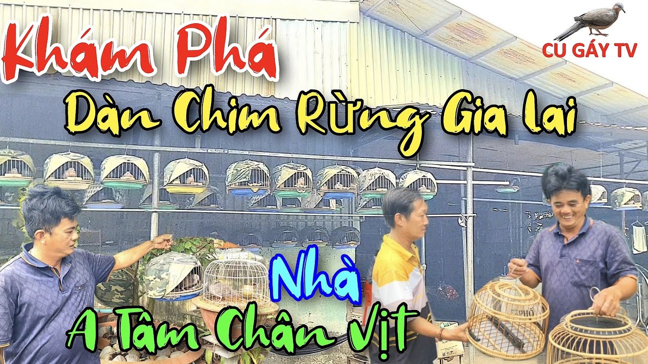 Anh Tâm - Đam Mê - Sở Hữu Hơn 100 Con Chim Cu Gáy Rừng - Gia Lai