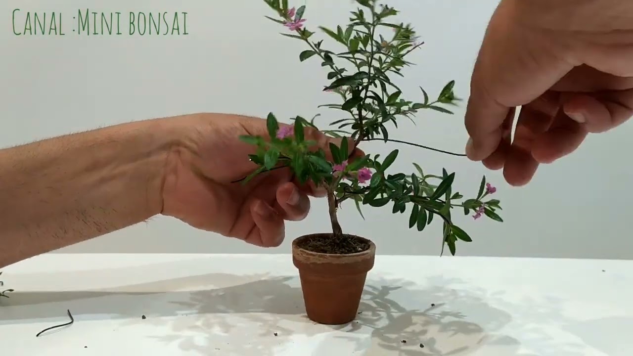 MINI BONSAI! (falsa Érica)
