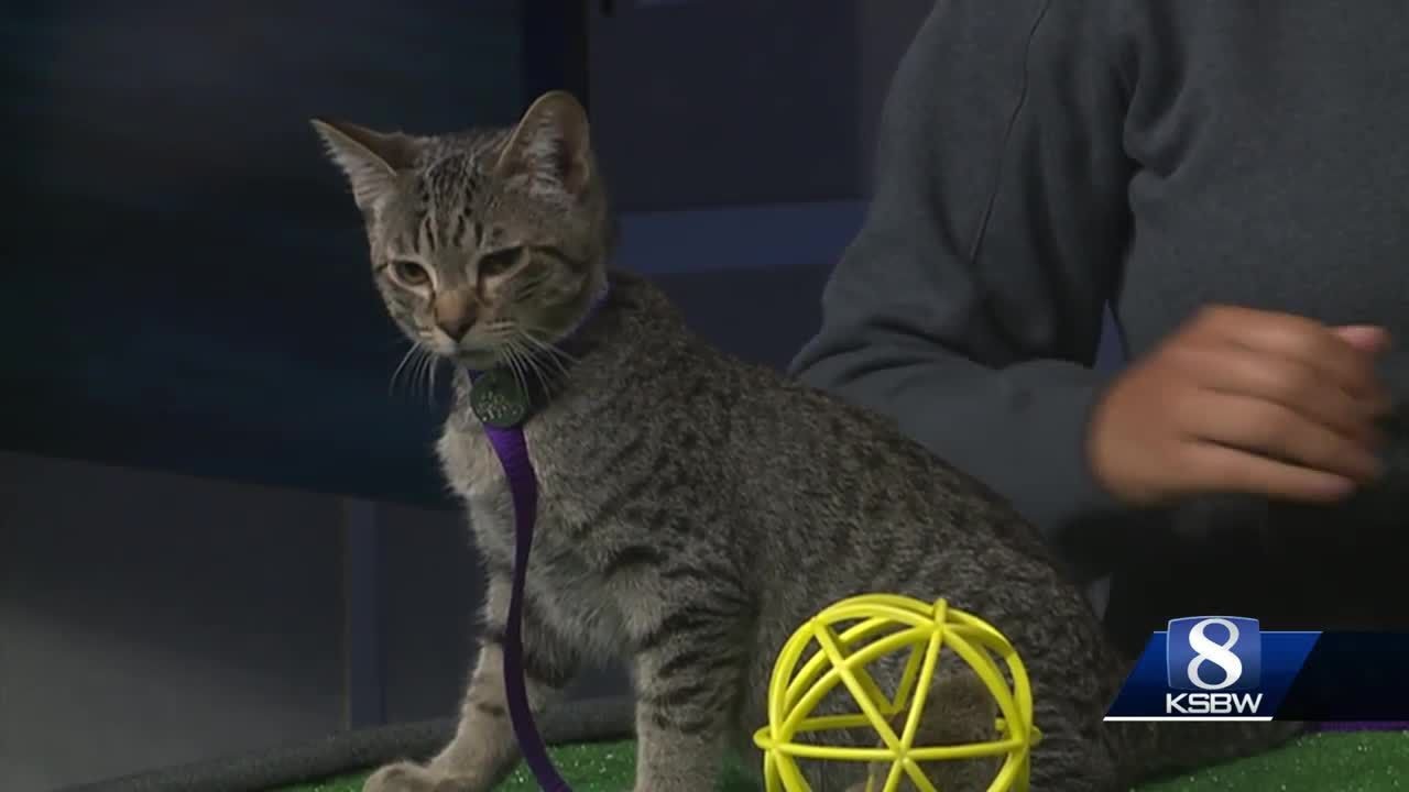 monterey park california Pet of the Week: Mogli