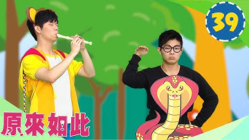 為什麼眼鏡蛇會跳舞？客語教學「你好棒」YOYO【原來如此】｜吳政迪 香蕉哥哥 月亮姐姐｜知識｜兒童節目｜HD完整版