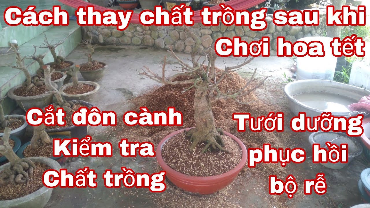 Cách thay chất trồng cho mai vàng sau khi chơi tết.