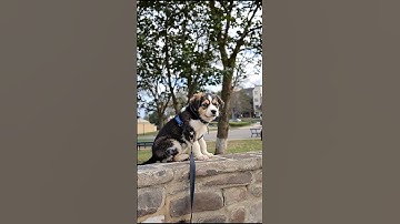 Cute Puppy Jumping Funny Video #puppy #dog #funny #viral #shorts