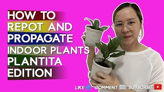How to Repot and Propagate Indoor Plants | Plantita Edition Beginner's Guide Part 2
