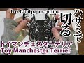 トイマンチェスターテリア切った/I cut the Toy Manchester Terrier・Vlog【下描きなし・ハサミのみの切り絵】[2020/8/1-2撮影]