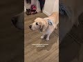 🐄 This golden retriever doesn't bark, she 'moos'